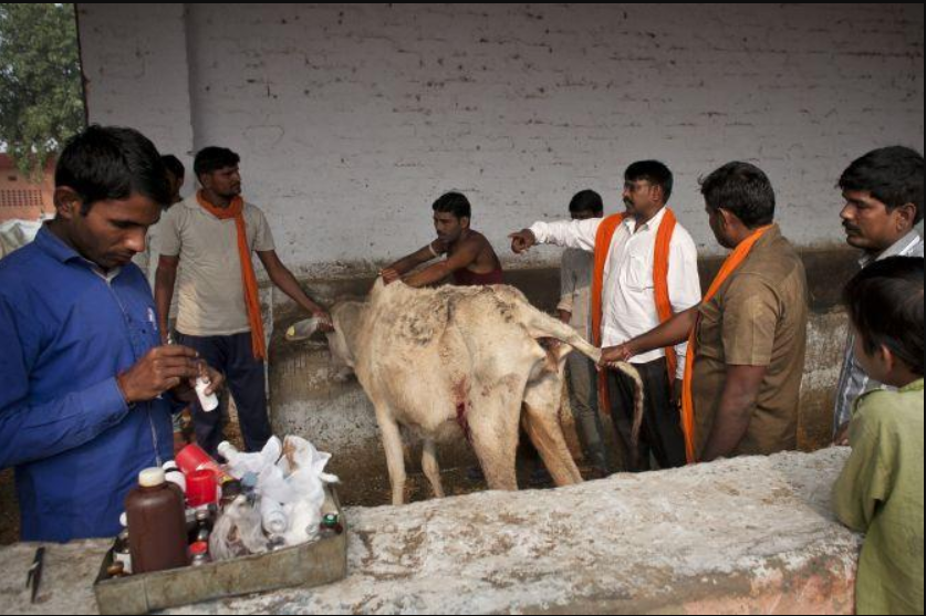 गौ रक्षा